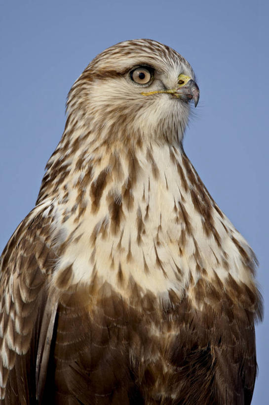 无人,公园,站,竖图,室外,特写,白天,正面,旅游,度假,美景,鸟,野生动物,鹰,美国,阴影,光线,鸟类,影子,景观,注视,娱乐,一只,蓝色,蓝天,天空,阳光,自然,动物,天,观察,看,站着,享受,休闲,景色,放松,晴朗,观看,察看,北美,北美洲,国家公园,犹他州,关注,自然风光,美洲,凶猛,鸢,万里无云,北亚美利加洲,亚美利加洲,犹他,蜂窝之州,蜂房州,羚羊岛州立公园,残暴,凶残,晴空,晴空万里,老鹰,站立,半身,彩图