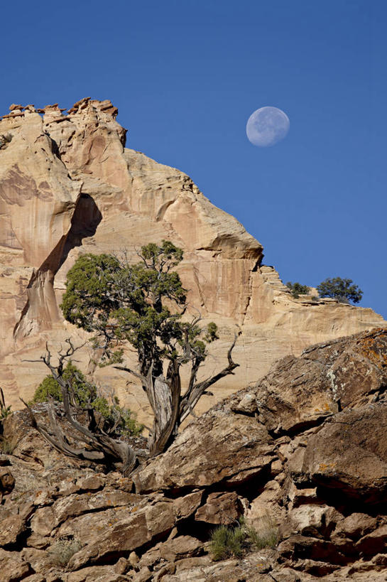 无人,竖图,室外,白天,仰视,旅游,度假,石头,美景,山,山脉,植物,美国,阴影,光线,石子,影子,景观,山顶,山峰,悬崖,月亮,山峦,月光,娱乐,树,树木,蓝色,绿色,蓝天,天空,阳光,自然,群山,天,享受,休闲,景色,放松,生长,晴朗,成长,明亮,北美,北美洲,犹他州,自然风光,美洲,沉积岩,万里无云,北亚美利加洲,亚美利加洲,犹他,蜂窝之州,蜂房州,皎洁,绝壁,颠峰,极峰,水成岩,大阶梯国家纪念碑,大楼梯国家纪念碑,石块,岩石,晴空,晴空万里,彩图,低角度拍摄