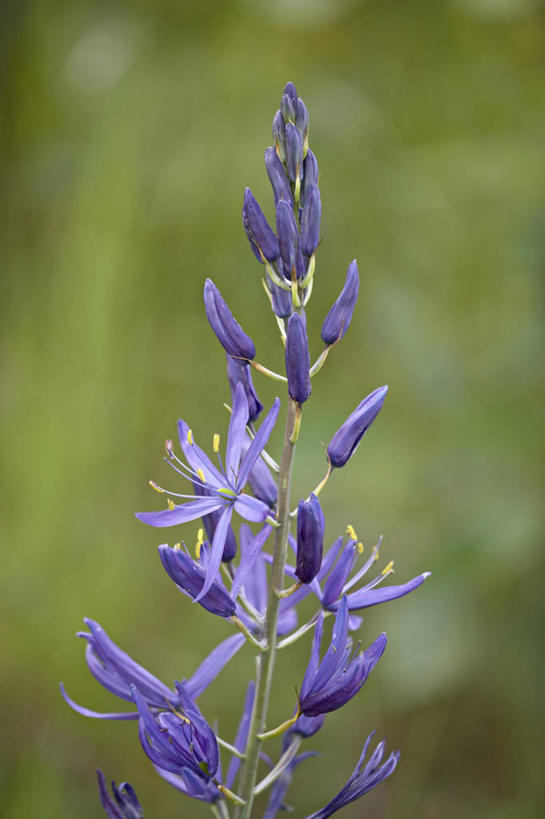 无人,竖图,室外,白天,正面,旅游,度假,花海,花圃,美景,植物,叶子,加拿大,阴影,朦胧,模糊,盛开,光线,影子,景观,花蕾,娱乐,花,花瓣,花朵,花卉,鲜花,绿色,紫色,阳光,自然,花丛,花束,花田,花苞,花蕊,享受,休闲,景色,放松,北美,北美洲,自然风光,美洲,北亚美利加洲,亚美利加洲,卑诗省,不列颠哥伦比亚,不列颠哥伦比亚省,纳奈莫,彩图