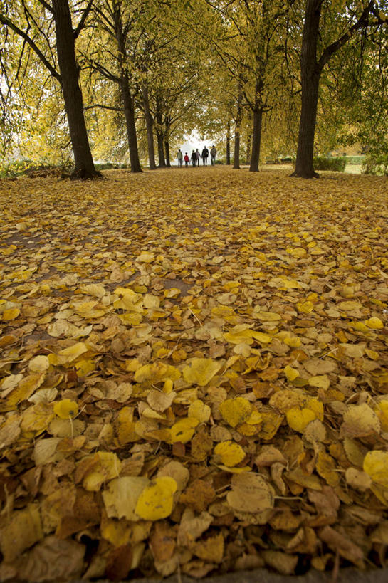 无人,竖图,室外,白天,正面,旅游,度假,美景,秋季,树林,植物,叶子,德国,欧洲,阴影,光线,影子,景观,枯叶,落叶,娱乐,树,树木,绿色,阳光,自然,享受,休闲,景色,放松,生长,成长,西欧,自然风光,德意志联邦共和国,莱比锡,叶,叶片,秋,秋天,彩图