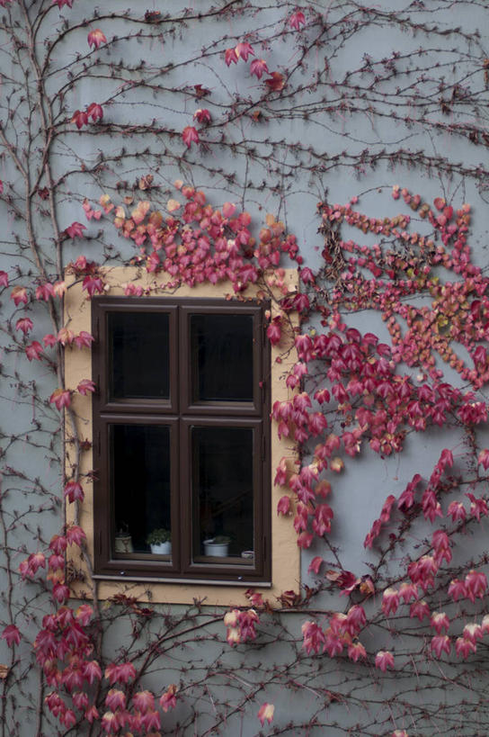 无人,家,竖图,室外,特写,白天,正面,度假,美景,植物,窗户,城市风光,城市,德国,欧洲,阴影,光线,影子,房屋,墙,屋子,景观,常春藤,爬山虎,草药,娱乐,楼房,中药,玻璃窗,墙壁,墙面,住宅,阳光,享受,休闲,景色,放松,西欧,药材,中草药,爬墙虎,中药材,本草,德意志联邦共和国,地锦,趴山虎,巴山虎,巴伐利亚,巴伐利亚州,拜恩州,拜恩自由州,五叶地锦,五叶爬山虎,班贝克,彩图,房子,常青藤