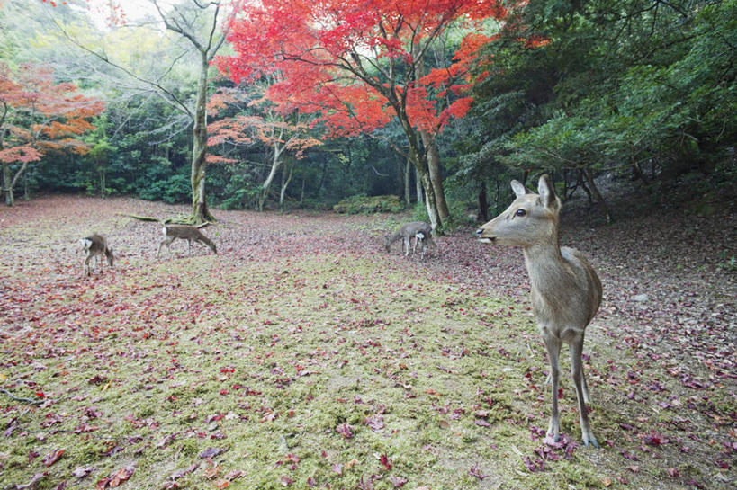 无人,站,横图,室外,白天,正面,旅游,度假,草地,草坪,美景,植物,哺乳动物,鹿,野生动物,广岛县,日本,亚洲,四只,阴影,光线,影子,景观,注视,娱乐,草,树,树木,绿色,阳光,自然,动物,低头,观察,看,站着,享受,休闲,景色,放松,可爱,活泼,生长,成长,观看,察看,关注,自然风光,东亚,本州,宫岛,本州岛,日本国,広岛,中国地方,严岛,站立,彩图,全身