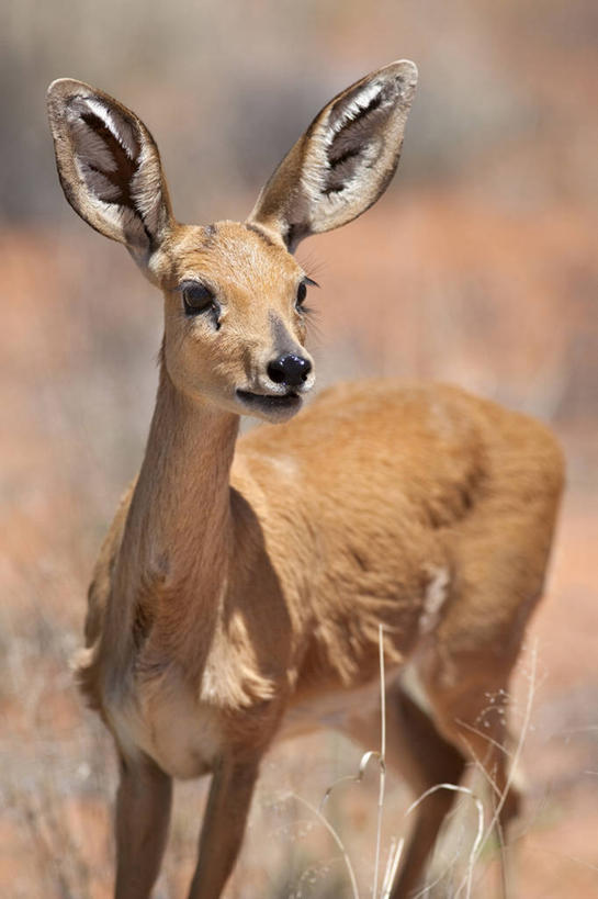 无人,站,竖图,室外,白天,正面,旅游,度假,美景,植物,野生动物,羊,非洲,阴影,枯萎,朦胧,模糊,光线,羚羊,影子,景观,枯草,扭头,注视,娱乐,草,一只,黄色,阳光,自然,动物,观察,看,站着,转头,享受,休闲,景色,放松,可爱,活泼,观看,察看,关注,自然风光,阿非利加洲,岩羚,卡格拉格帝边境公园,卡格拉格帝跨国境公园,卡格拉格帝越界公园,站立,彩图,全身