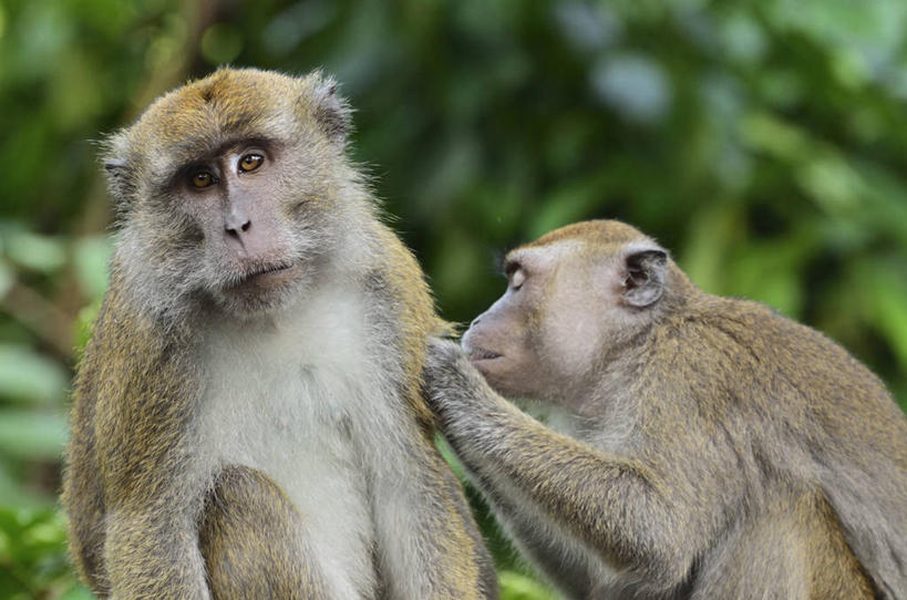 无人,闭眼,横图,室外,特写,白天,正面,旅游,度假,美景,野生动物,猴子,马来西亚,亚洲,阴影,朦胧,模糊,光线,影子,景观,注视,娱乐,阳光,自然,动物,观察,看,两只,享受,休闲,景色,放松,可爱,东南亚,活泼,观看,察看,关注,自然风光,猕猴,婆罗洲,加里曼丹岛,婆罗洲岛,马来西亚联邦,沙巴州,沙巴,闭眼睛,闭着眼,闭着眼睛,半身,彩图