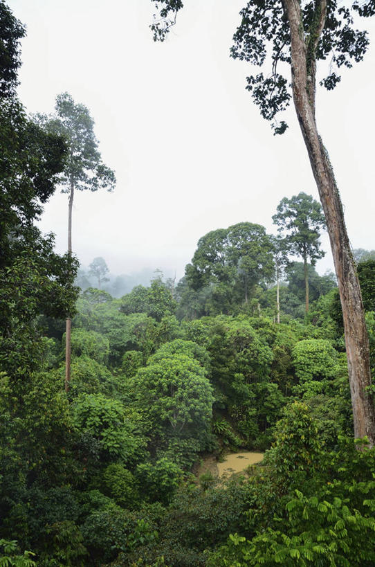无人,竖图,室外,白天,正面,旅游,度假,草地,草坪,美景,森林,植物,马来西亚,亚洲,阴影,光线,影子,景观,云,云朵,云彩,娱乐,草,树,树木,蓝色,绿色,白云,蓝天,天空,阳光,自然,天,享受,休闲,景色,放松,东南亚,生长,晴朗,成长,自然风光,婆罗洲,加里曼丹岛,婆罗洲岛,马来西亚联邦,沙巴州,沙巴,晴空,彩图