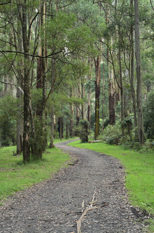 无人,公园,竖图,室外,白天,正面,旅游,度假,草地,草坪,石头,美景,森林,植物,道路,路,澳大利亚,许多,阴影,光线,石子,影子,景观,小路,交通,很多,娱乐,草,树,树木,绿色,阳光,自然,享受,休闲,景色,放松,生长,成长,国家公园,自然风光,大洋洲,澳洲,墨尔本,南方大陆,首府,澳大利亚联邦,维多利亚,维多利亚州,新金山,丹顿农山脉国家公园,石块,岩石,彩图