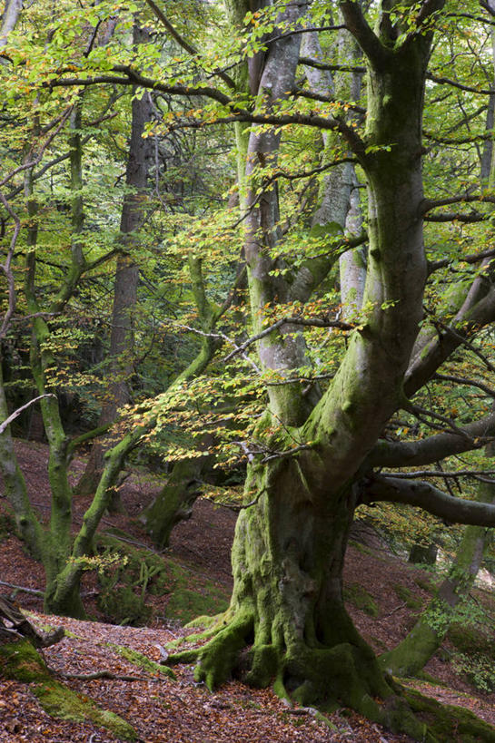 无人,竖图,室外,白天,正面,旅游,度假,美景,树林,植物,叶子,英国,欧洲,阴影,朦胧,模糊,光线,影子,景观,绿叶,娱乐,苏格兰,树,树木,绿色,阳光,自然,享受,休闲,嫩叶,景色,放松,生长,成长,西欧,自然风光,大不列颠,山毛榉,大不列颠及北爱尔兰联合王国,麻栎金刚,山毛榉树,大不列颠联合王国,日不落英帝国,苏格兰王国,罗蒙湖,洛蒙德湖,叶,叶片,彩图