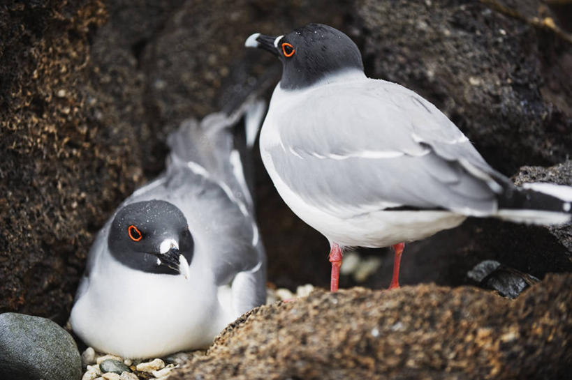 无人,站,横图,室外,特写,白天,侧面,石头,美景,海鸟,海鸥,鸟,厄瓜多尔,阴影,朦胧,模糊,光线,鸟类,石子,影子,景观,注视,阳光,自然,观察,看,趴着,站着,两只,景色,南美,观看,察看,南美洲,拉丁美洲,关注,自然风光,美洲,亚美利加洲,南亚美利加洲,厄瓜多尔共和国,加拉巴哥群岛,加拉帕戈斯群岛,科隆群岛,斯坎塔达斯岛,燕尾鸥,石块,岩石,趴,站立,彩图,全身