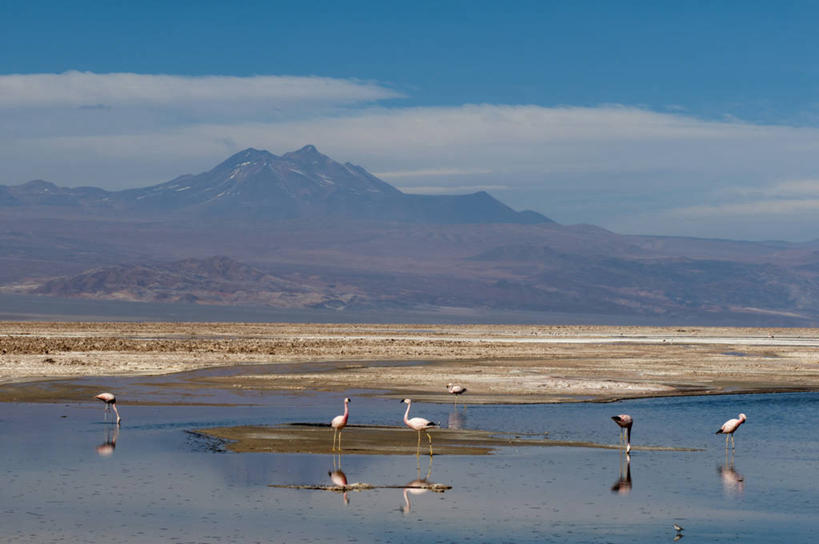 无人,站,横图,室外,白天,正面,旅游,度假,湖,湖泊,火山,石头,美景,沙漠,山,山脉,水,植物,鸟,智利,一群,许多,阴影,枯萎,光线,红鹤,火烈鸟,鸟类,沙子,石子,影子,湖面,景观,山顶,山峰,水流,水面,云,云朵,枯草,沙丘,山峦,很多,云彩,注视,娱乐,草,黄色,蓝色,白云,倒影,蓝天,天空,阳光,自然,湖水,群山,天,观察,看,站着,享受,休闲,景色,南美,放松,晴朗,观看,察看,南美洲,倒映,拉丁美洲,关注,自然风光,美洲,沉积岩,亚美利加洲,南亚美利加洲,智利共和国,安第斯红鹳,智利火烈鸟,颠峰,极峰,反照,阿塔卡马沙漠,水成岩,大漠,活火山,砂漠,石块,死火山,休眠火山,岩石,晴空,站立,彩图,全身