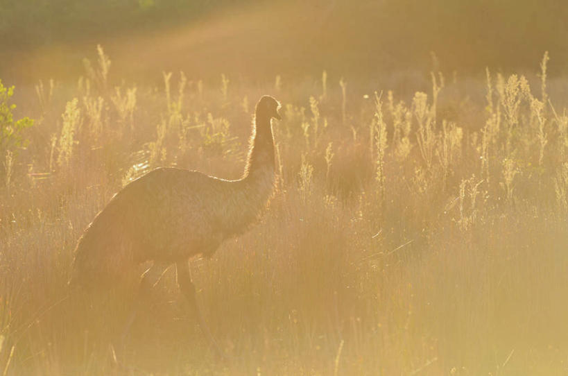 无人,站,走,横图,室外,白天,侧面,旅游,度假,草地,草坪,美景,日落,植物,鸸鹋,鸟,澳大利亚,朦胧,模糊,鸟类,景观,晚霞,霞光,落日,注视,娱乐,草,树,树木,一只,绿色,自然,黄昏,观察,看,站着,享受,休闲,旅游胜地,景色,彩霞,放松,生长,成长,观看,察看,国家公园,关注,自然风光,大洋洲,澳洲,南方大陆,澳大利亚联邦,威尔逊岬国家公园,维多利亚,维多利亚州,夕照,澳洲鸵鸟,夕阳,步行,散步,站立,走路,彩图,全身,斜阳