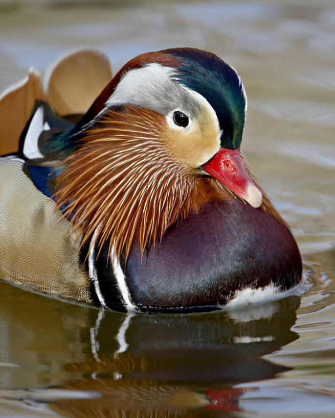 游泳,无人,夫妻,竖图,俯视,室外,特写,白天,爱情,旅游,度假,河流,美景,水,鸟,鸳鸯,美国,阴影,光线,影子,河水,景观,水流,浪漫,注视,娱乐,一只,倒影,阳光,自然,观察,看,享受,休闲,景色,恩爱,放松,恋人,观看,察看,倒映,北美,北美洲,关注,自然风光,坚定,美洲,新墨西哥,新墨西哥州,永恒,北亚美利加洲,亚美利加洲,情意,泅水,迷人之地,迷人之州,反照,拍浮,夫妇,情侣,半身,彩图,高角度拍摄,伴侣