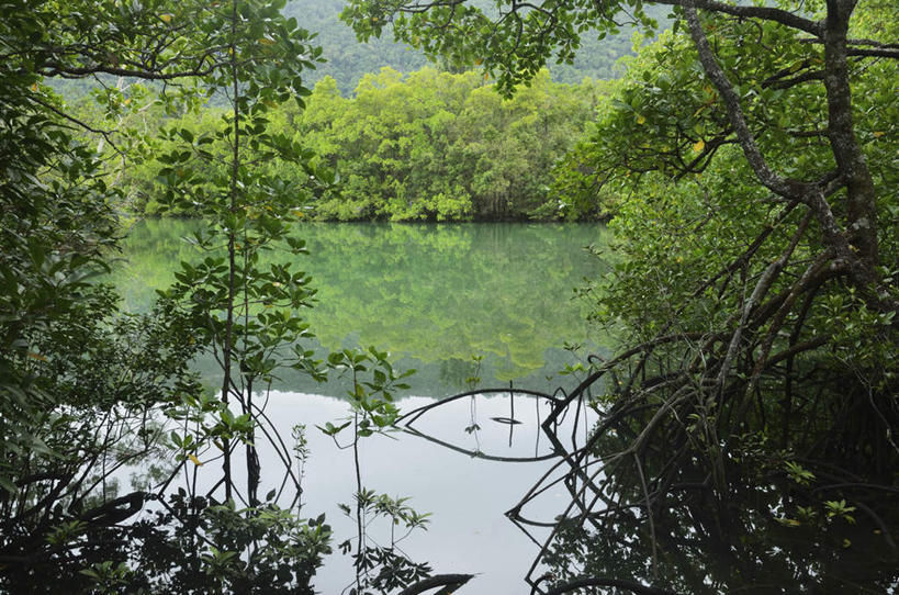 无人,公园,横图,室外,白天,正面,旅游,度假,湖,湖泊,美景,森林,树林,水,植物,叶子,澳大利亚,阴影,光线,影子,湖面,景观,水流,水面,绿叶,枝条,娱乐,树,树木,树枝,绿色,阳光,自然,湖水,享受,休闲,嫩叶,景色,放松,生长,成长,国家公园,自然风光,大洋洲,澳洲,昆士兰州,南方大陆,澳大利亚联邦,昆士兰,虬枝,枝杈,丹翠国家公园,叶,叶片,彩图