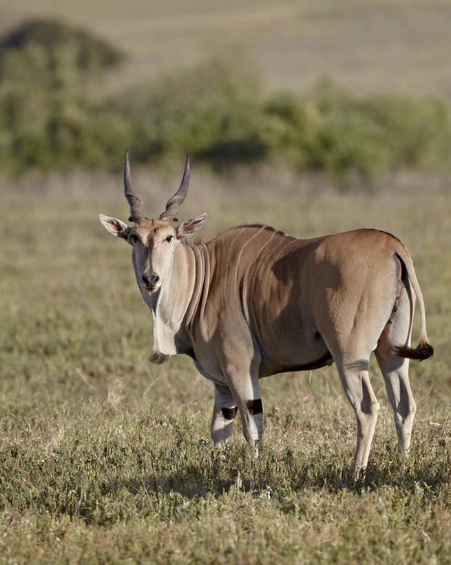 无人,站,竖图,室外,白天,侧面,旅游,度假,草地,草坪,美景,植物,哺乳动物,野生动物,羊,非洲,坦桑尼亚,阴影,朦胧,模糊,光线,羚羊,影子,景观,注视,娱乐,草,树,树木,一只,绿色,阳光,自然,动物,观察,看,站着,享受,休闲,景色,放松,可爱,活泼,生长,成长,观看,察看,关注,自然风光,东非,恩戈罗恩戈罗保护区,恩戈罗恩戈罗自然保护区,坦桑尼亚联合共和国,狷羚,站立,彩图,全身