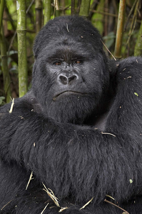 无人,坐,竖图,室外,特写,白天,正面,旅游,度假,美景,植物,哺乳动物,野生动物,猩猩,叶子,夏威夷,美国,景观,绿叶,注视,娱乐,树,树木,一只,绿色,黑色,自然,动物,观察,看,享受,休闲,嫩叶,景色,放松,生长,成长,观看,察看,北美,北美洲,国家公园,关注,自然风光,大猩猩,美洲,火山岛,夏威夷岛,夏威夷州,爱洛哈之州,夏威夷火山国家公园,北亚美利加洲,亚美利加洲,火山公园,火山国家公园,金刚猩猩,山地大猩猩,高山大猩猩,叶,叶片,坐着,半身,彩图