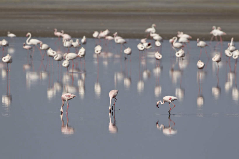 无人,公园,站,横图,室外,白天,正面,草地,草坪,湖,湖泊,美景,水,植物,非洲,坦桑尼亚,许多,喝,阴影,光线,红鹤,火烈鸟,影子,湖面,景观,水流,水面,注视,草,绿色,倒影,阳光,自然,湖水,低头,观察,看,站着,景色,观看,察看,倒映,国家公园,关注,自然风光,垂头,东非,塞伦盖蒂国家公园,坦桑尼亚联合共和国,反照,安哥拉小红鹳,站立,半身,彩图