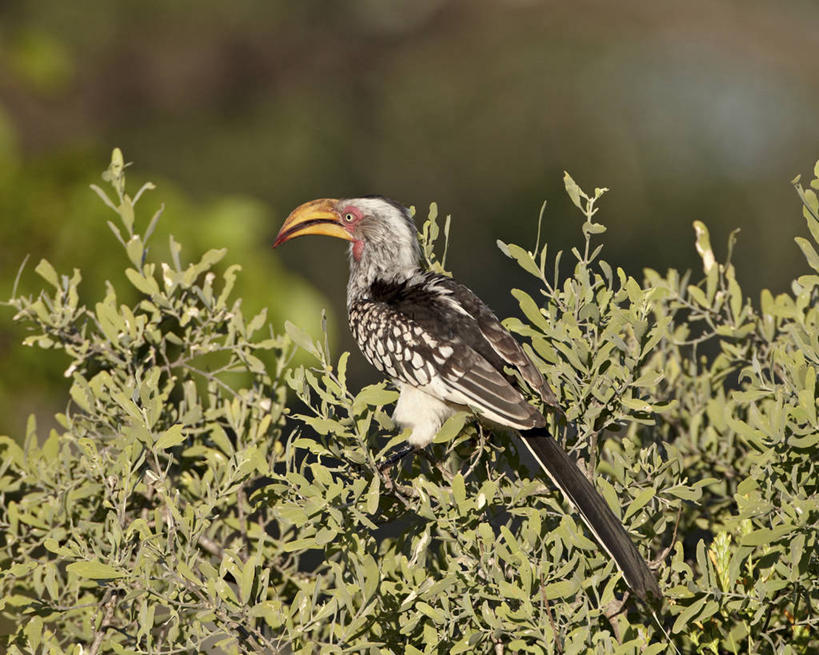 无人,动物园,站,横图,室外,白天,美景,鸟,叶子,非洲,南非,阴影,朦胧,模糊,光线,鸟类,影子,景观,绿叶,注视,一只,背面,阳光,自然,观察,看,站着,嫩叶,景色,观看,察看,国家公园,关注,自然风光,犀鸟,克鲁格国家公园,黄嘴犀鸟,阿非利加洲,德兰士瓦省,南非共和国,叶,叶片,站立,彩图,全身