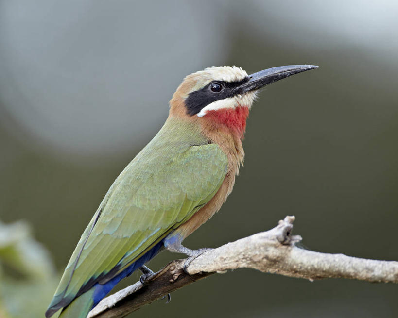 无人,动物园,站,横图,室外,特写,白天,侧面,美景,植物,蜂鸟,鸟,非洲,南非,阴影,朦胧,模糊,光线,鸟类,影子,景观,枝条,注视,树,树木,树枝,一只,阳光,自然,观察,看,站着,景色,观看,察看,国家公园,关注,自然风光,克鲁格国家公园,阿非利加洲,蜂虎,德兰士瓦省,南非共和国,虬枝,枝杈,白额蜂虎,站立,彩图,全身
