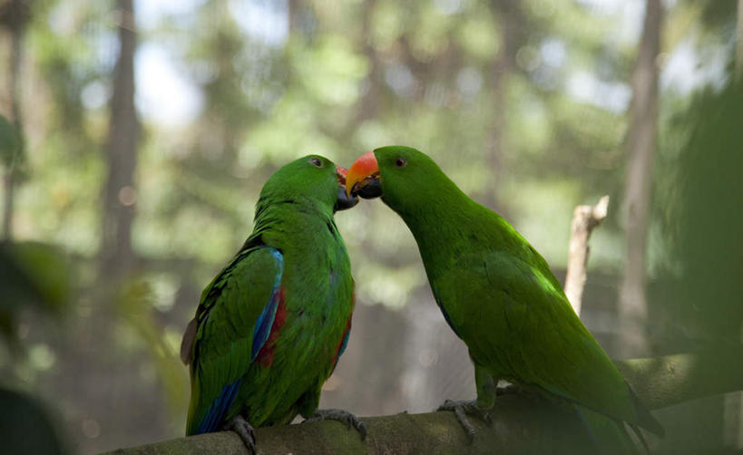 无人,站,横图,室外,白天,侧面,旅游,度假,美景,森林,树林,植物,鸟,鹦鹉,澳大利亚,阴影,朦胧,模糊,光线,鸟类,影子,景观,树桩,注视,娱乐,树,树干,树木,绿色,阳光,自然,观察,看,站着,两只,享受,休闲,木桩,景色,放松,生长,成长,观看,察看,关注,自然风光,大洋洲,澳洲,华贵折衷鹦鹉,昆士兰州,南方大陆,首府,澳大利亚联邦,红胁绿鹦鹉,凯恩斯,道格拉斯港,站立,彩图,全身