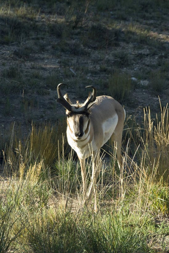 无人,公园,站,竖图,俯视,室外,白天,旅游,度假,草地,草坪,美景,植物,野生动物,美国,阴影,光线,羚羊,影子,景观,注视,娱乐,草,一只,绿色,阳光,自然,动物,观察,看,站着,享受,休闲,景色,放松,可爱,活泼,观看,察看,北美,北美洲,国家公园,犹他州,关注,自然风光,美洲,北亚美利加洲,亚美利加洲,犹他,蜂窝之州,蜂房州,布莱斯国家公园,布莱斯峡谷,布莱斯峡谷国家公园,叉角羚,美国羚羊,站立,彩图,高角度拍摄,全身