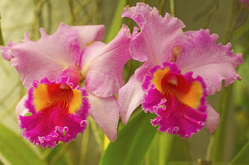 无人,横图,室外,特写,白天,正面,美景,叶子,斯里兰卡,亚洲,阴影,朦胧,模糊,盛开,光线,影子,景观,绿叶,花蕾,花,花瓣,花朵,鲜花,阳光,自然,花苞,花蕊,嫩叶,景色,高雅,自然风光,南亚,斯里兰卡民主社会主义共和国,淡泊,花中君子,康提,康提古城,马哈努沃勒,兰花,叶,叶片,彩图