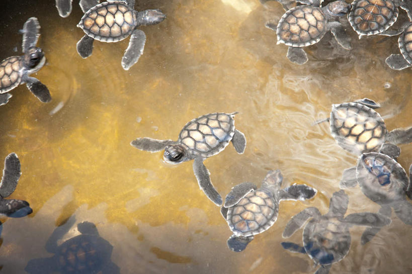 游泳,无人,横图,俯视,室外,白天,旅游,度假,美景,龟,斯里兰卡,亚洲,许多,阴影,光线,影子,景观,注视,娱乐,海洋生物,自然,观察,看,享受,休闲,健康,景色,放松,观看,石龟,绿海龟,察看,关注,自然风光,水生动物,坚定,南亚,水生物,海底动物,绿蠵龟,斯里兰卡民主社会主义共和国,长寿,泅水,拍浮,海龟,半身,彩图,高角度拍摄