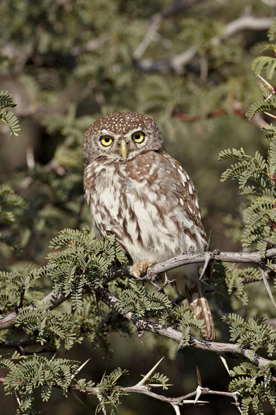 无人,竖图,室外,特写,白天,正面,旅游,度假,美景,植物,鸟,叶子,非洲,阴影,朦胧,模糊,光线,鸟类,影子,景观,绿叶,枝条,注视,停留,娱乐,树,树木,树枝,一只,绿色,阳光,自然,观察,看,享受,休闲,嫩叶,景色,放松,生长,成长,观看,停止,察看,关注,自然风光,阿非利加洲,逗留,停顿,虬枝,枝杈,卡格拉格帝边境公园,卡格拉格帝跨国境公园,卡格拉格帝越界公园,珠斑鸺鹠,叶,叶片,彩图,全身