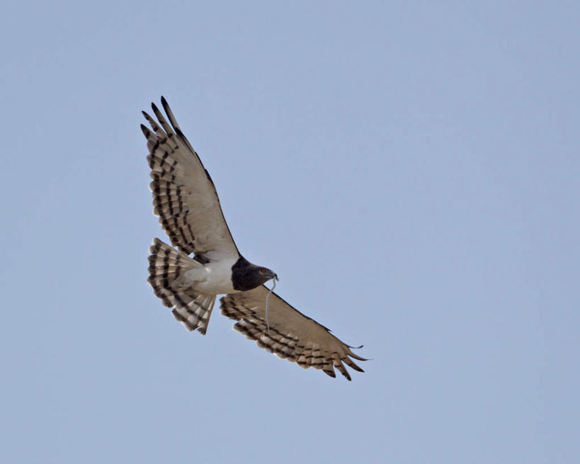 无人,伸展双臂,横图,室外,特写,白天,仰视,旅游,度假,美景,鸟,野生动物,非洲,飞翔,阴影,飞行,光线,鸟类,影子,景观,翱翔,注视,娱乐,飞,一只,蓝色,蓝天,天空,阳光,自然,动物,天,观察,看,享受,休闲,景色,放松,晴朗,观看,雕,察看,关注,自然风光,凶猛,万里无云,阿非利加洲,黑胸短趾雕,卡格拉格帝边境公园,卡格拉格帝跨国境公园,卡格拉格帝越界公园,残暴,凶残,晴空,晴空万里,敞开双臂,伸开双臂,展开双肩,张开手臂,张开双臂,彩图,低角度拍摄,全身