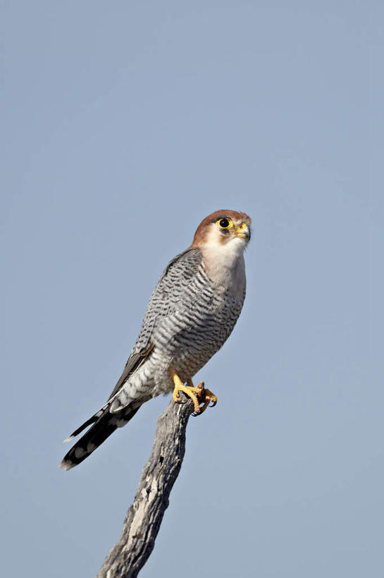 无人,竖图,室外,特写,白天,仰视,旅游,度假,美景,植物,鸟,非洲,阴影,朦胧,模糊,光线,鸟类,影子,景观,枝条,注视,停留,娱乐,树,树木,树枝,一只,蓝色,蓝天,天空,阳光,自然,天,观察,看,享受,休闲,景色,放松,晴朗,观看,停止,察看,关注,自然风光,万里无云,极乐鸟,阿非利加洲,太阳鸟,逗留,停顿,虬枝,枝杈,卡格拉格帝边境公园,卡格拉格帝跨国境公园,卡格拉格帝越界公园,风鸟,雾鸟,天堂鸟,晴空,晴空万里,彩图,低角度拍摄,全身