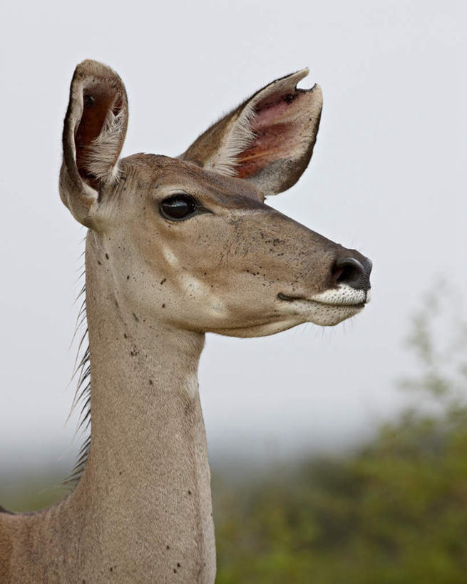 脸,头,脸颊,无人,动物园,站,竖图,室外,特写,白天,侧面,旅游,度假,草地,草坪,美景,植物,野生动物,羊,非洲,南非,阴影,朦胧,模糊,光线,羚羊,影子,景观,扭头,注视,娱乐,草,树,树木,一只,蓝色,绿色,蓝天,天空,阳光,自然,动物,天,观察,看,站着,转头,享受,休闲,景色,放松,可爱,活泼,生长,晴朗,成长,观看,察看,国家公园,关注,自然风光,万里无云,克鲁格国家公园,阿非利加洲,德兰士瓦省,南非共和国,大捻角羚,大扭角条纹羚,大弯角羚,大旋角羚,扭角林羚,头部,脸部,脸蛋,面部,晴空,晴空万里,站立,半身,彩图