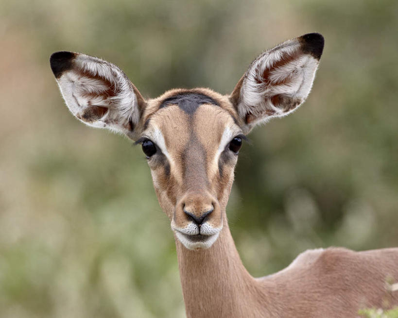 脸,头,脸颊,无人,站,横图,室外,特写,白天,正面,旅游,度假,草地,草坪,美景,植物,野生动物,羊,非洲,南非,阴影,朦胧,模糊,光线,羚羊,影子,景观,注视,娱乐,草,一只,绿色,阳光,自然,动物,观察,看,站着,享受,休闲,景色,放松,可爱,活泼,观看,察看,关注,自然风光,黑斑羚,阿非利加洲,南非共和国,斑羚,夸祖鲁.纳塔尔省,德班,高角羚,头部,脸部,脸蛋,面部,站立,半身,彩图