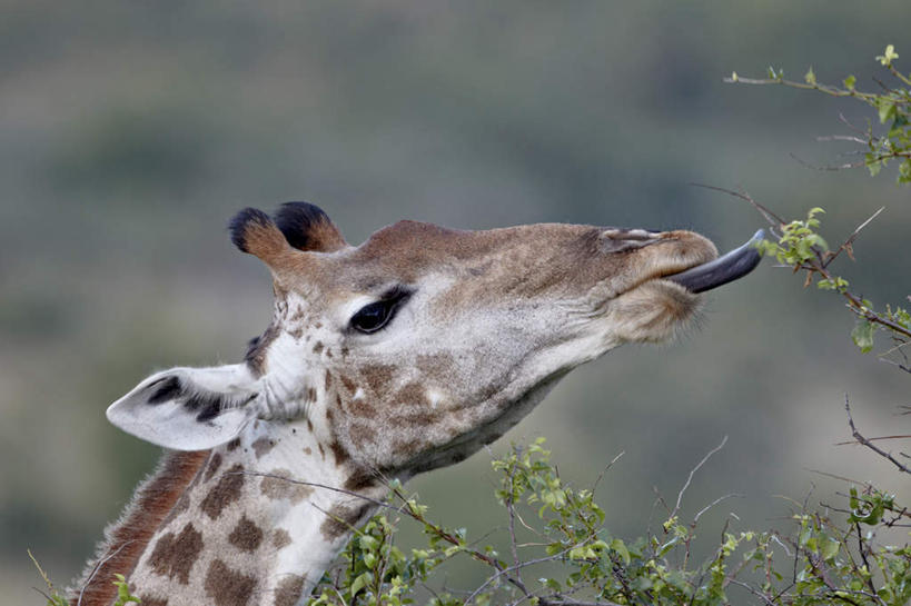 脸,头,脸颊,无人,吃,横图,室外,特写,白天,仰视,旅游,度假,美景,哺乳动物,长颈鹿,野生动物,叶子,阴影,朦胧,模糊,光线,影子,景观,绿叶,注视,娱乐,一只,阳光,自然,动物,观察,看,享受,休闲,嫩叶,景色,放松,活泼,观看,察看,关注,自然风光,索马里亚长颈鹿,网纹长颈鹿,头部,脸部,脸蛋,面部,叶,叶片,嚼,食,半身,彩图,低角度拍摄