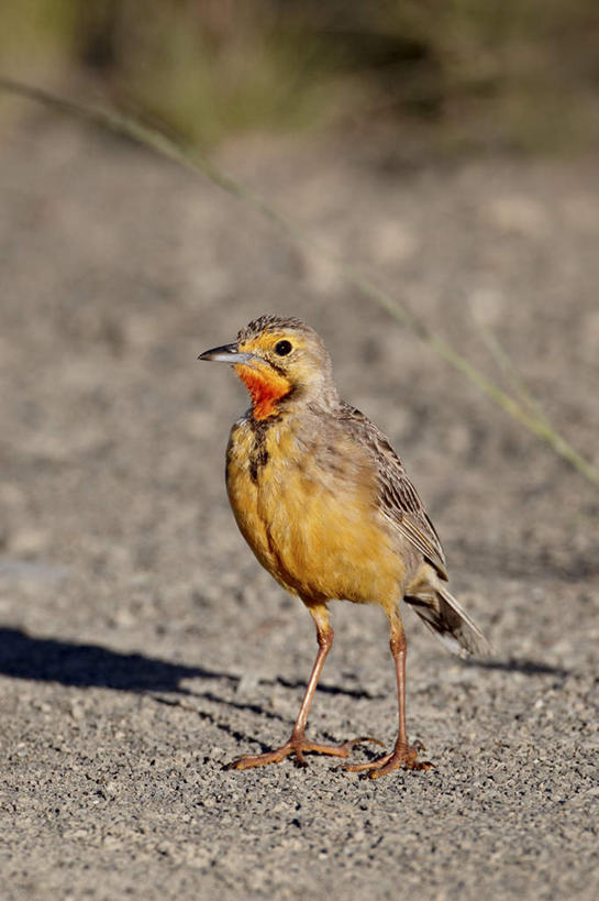 无人,公园,站,竖图,俯视,室外,特写,白天,爱情,旅游,度假,草地,草坪,石头,美景,植物,鸟,非洲,南非,阴影,朦胧,模糊,光线,鹡鸰,鸟类,石子,影子,景观,注视,娱乐,草,一只,绿色,阳光,自然,观察,看,站着,享受,休闲,景色,放松,观看,察看,国家公园,关注,自然风光,阿非利加洲,爱情鸟,白颤儿,白颊鹡鸰,白面鸟,点水雀,眼纹鹡鸰,张飞鸟,南非共和国,橙喉长爪鹡鸰,山地斑马国家公园,石块,岩石,站立,彩图,高角度拍摄,全身