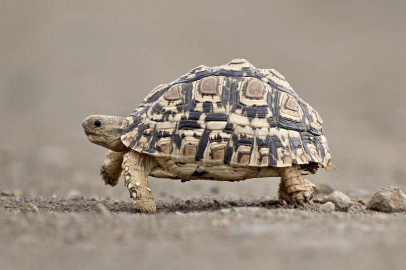 无人,动物园,走,横图,室外,特写,白天,侧面,旅游,度假,美景,龟,非洲,南非,阴影,朦胧,模糊,光线,爬行动物,影子,景观,泥土,土壤,注视,娱乐,一只,阳光,自然,动物,观察,看,享受,休闲,健康,景色,放松,观看,察看,国家公园,关注,自然风光,坚定,克鲁格国家公园,长寿,阿非利加洲,豹龟,豹纹陆龟,德兰士瓦省,南非共和国,豹斑象龟,豹纹象龟,陆龟,步行,走路,彩图,全身