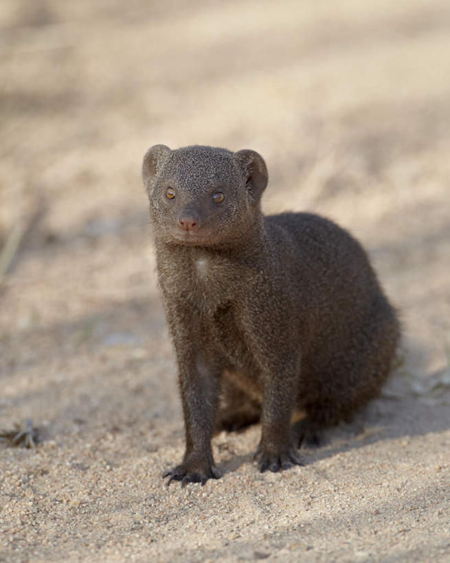 无人,动物园,坐,竖图,俯视,室外,特写,白天,旅游,度假,美景,植物,哺乳动物,野生动物,非洲,南非,阴影,枯萎,朦胧,模糊,光线,影子,景观,枯草,注视,娱乐,草,一只,黄色,阳光,自然,动物,观察,看,享受,休闲,景色,放松,可爱,活泼,观看,察看,国家公园,关注,自然风光,克鲁格国家公园,阿非利加洲,獴,德兰士瓦省,南非共和国,侏獴,抬头,仰头,坐着,彩图,高角度拍摄,全身