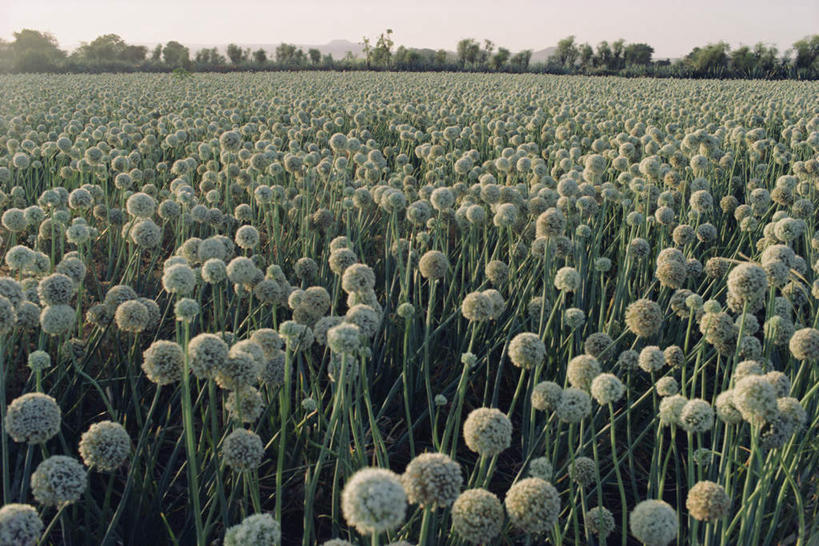 无人,农田,横图,室外,白天,正面,旅游,度假,庄稼,农作物,美景,蔬菜,洋葱,印度,亚洲,一排,许多,阴影,新鲜,整齐,盛开,光线,影子,景观,食品,很多,花蕾,娱乐,花,花瓣,花朵,鲜花,食物,排列,蓝色,绿色,白色,蓝天,天空,阳光,自然,天,花苞,花蕊,享受,休闲,景色,放松,有机食品,绿色食品,晴朗,队列,自然风光,南亚,万里无云,印度共和国,古吉拉特,古吉拉特邦,晴空,晴空万里,圆葱,洋葱头,球葱,彩图,耕地,庄稼田