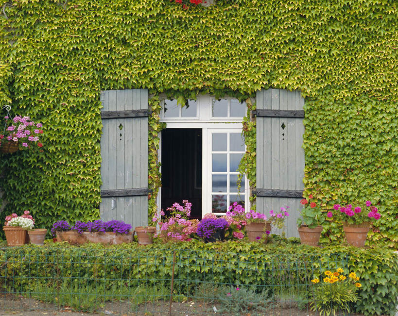 无人,家,横图,室外,白天,正面,度假,美景,窗户,城市风光,城市,叶子,法国,欧洲,许多,阴影,盛开,光线,影子,房屋,墙,屋子,景观,长春藤,常春藤,绿叶,很多,花蕾,娱乐,楼房,玻璃窗,墙壁,墙面,住宅,花,花瓣,花朵,鲜花,粉色,紫色,阳光,花苞,花蕊,享受,休闲,嫩叶,景色,放松,布列塔尼,圣马洛,法兰西共和国,永恒,法兰西第五共和国,不朽,忠实,洋常春藤,布列塔尼半岛,叶,叶片,彩图,房子,常青藤