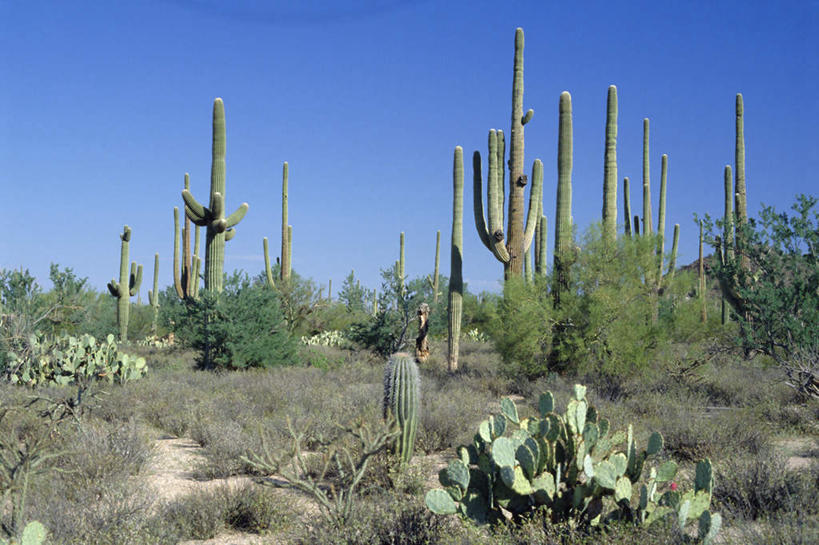 无人,横图,室外,白天,正面,旅游,度假,草地,草坪,美景,植物,城市,仙人掌,美国,一排,许多,阴影,整齐,光线,火焰,影子,景观,草药,很多,娱乐,中药,草,树,树木,排列,蓝色,绿色,蓝天,天空,阳光,自然,天,享受,休闲,景色,放松,生长,晴朗,成长,亚利桑那,北美,北美洲,队列,自然风光,美洲,药材,中草药,亚利桑那州,中药材,本草,万里无云,大峡谷之州,牛舌头,北亚美利加洲,亚美利加洲,土桑,晴空,晴空万里,玉芙蓉,仙巴掌,火掌,霸王树,彩图