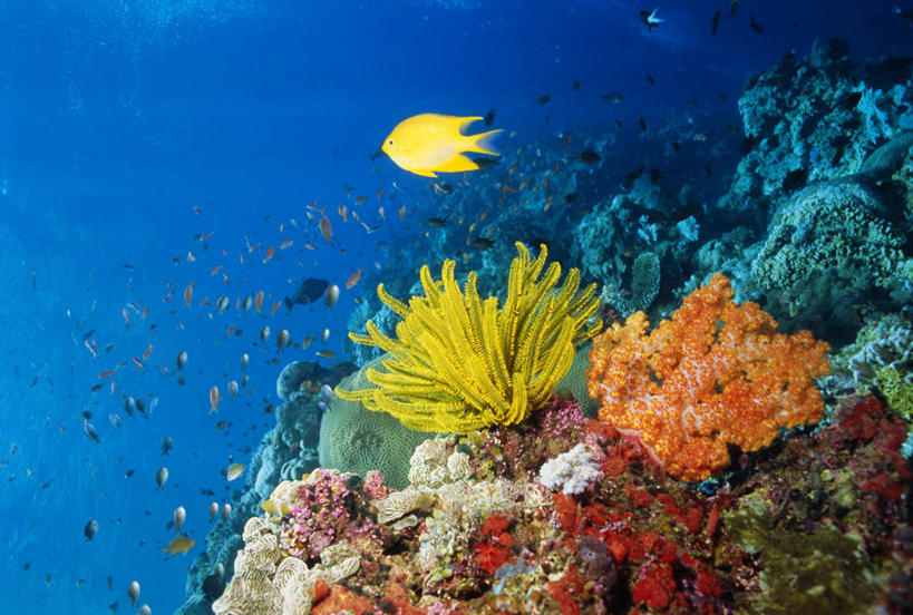 游泳,海鲜,无人,横图,俯视,室外,白天,旅游,度假,海浪,海洋,礁石,石头,美景,马来西亚,亚洲,一群,许多,鱼,石子,景观,浪花,很多,注视,娱乐,水产,鱼类,海洋生物,无脊椎动物,自然,海水,观察,看,享受,休闲,景色,放松,东南亚,观看,腔肠动物,察看,西巴丹岛,关注,自然风光,水生动物,海产品,水生物,海景,海底动物,西巴丹,泅水,珊瑚虫,拍浮,马来西亚联邦,沙巴州,沙巴,大海,风浪,海,海水的波动,礁,近岸浪,石块,岩石,涌浪,彩图,高角度拍摄,全身