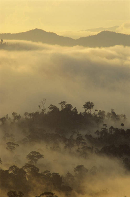 无人,竖图,俯视,室外,白天,旅游,度假,日出,石头,美景,森林,山,山脉,树林,太阳,植物,雾,马来西亚,亚洲,朦胧,模糊,石子,景观,山顶,山峰,朝霞,晨曦,黎明,山峦,娱乐,树,树木,绿色,阳光,自然,群山,享受,休闲,景色,放松,东南亚,生长,成长,迷雾,自然风光,婆罗洲,加里曼丹岛,婆罗洲岛,颠峰,极峰,马来西亚联邦,沙巴州,沙巴,石块,岩石,朝阳,大雾,彩图,高角度拍摄,破晓