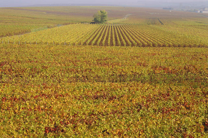 无人,果园,横图,俯视,室外,白天,旅游,度假,美景,田园,植物,葡萄,水果,法国,欧洲,一排,阴影,新鲜,整齐,并列,并排,光线,影子,景观,生食,食品,果实,娱乐,葡萄园,树,树木,食物,排列,绿色,阳光,自然,庄园,香槟,享受,休闲,景色,放松,有机食品,绿色食品,生长,成长,葡萄藤,队列,自然风光,平行,法兰西共和国,法兰西第五共和国,山葫芦,蒲桃,草龙珠,彩图,高角度拍摄,阿登,阿登大区