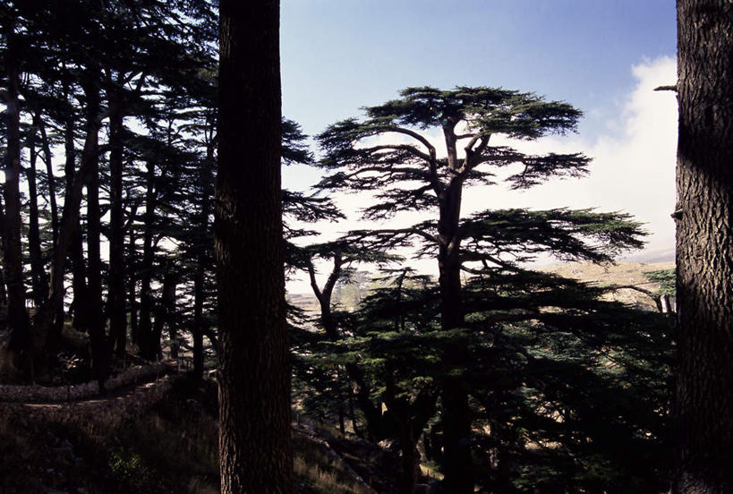 无人,横图,室外,白天,正面,旅游,度假,美景,树林,植物,黎巴嫩,亚洲,阴影,光线,影子,景观,云,云朵,云彩,娱乐,树,树木,蓝色,绿色,白云,蓝天,天空,阳光,自然,天,享受,休闲,景色,放松,茂盛,生长,晴朗,成长,繁茂,自然风光,西亚,兴旺,昌盛,昌隆,畅旺,发达,蕃芜,繁盛,富强,隆盛,蓬勃,旺盛,兴隆,兴盛,郁勃,黎巴嫩共和国,晴空,彩图