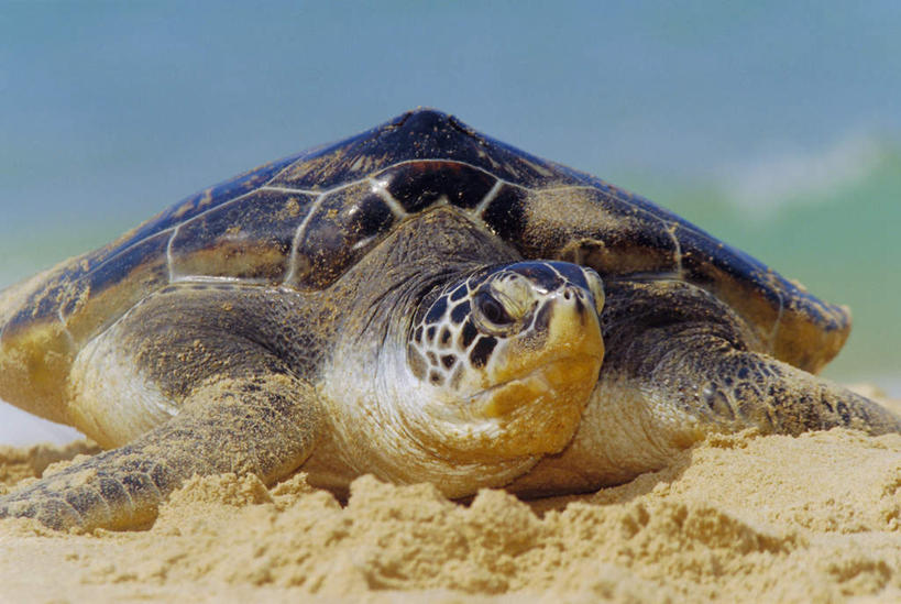 无人,横图,室外,特写,白天,正面,旅游,度假,美景,沙滩,龟,泰国,亚洲,阴影,朦胧,模糊,光线,沙子,影子,海岸,景观,沙地,注视,娱乐,普吉岛,海洋生物,一只,阳光,自然,观察,看,趴着,享受,休闲,健康,景色,放松,东南亚,观看,石龟,绿海龟,察看,关注,自然风光,水生动物,坚定,水生物,海底动物,绿蠵龟,泰王国,长寿,普吉,海滩,海龟,趴,半身,彩图