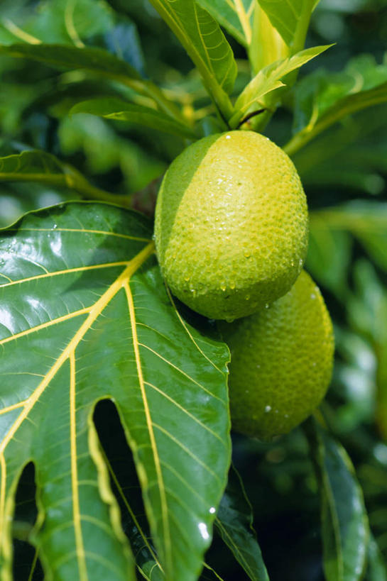 无人,竖图,室外,特写,白天,仰视,旅游,度假,美景,植物,水果,叶子,吊挂,悬挂,阴影,新鲜,光线,影子,景观,生食,食品,果实,果树,绿叶,枝条,挂,娱乐,树,树木,树枝,食物,绿色,阳光,自然,享受,休闲,嫩叶,景色,放松,有机食品,绿色食品,生长,成长,自然风光,大洋洲,法属波利尼西亚,法属玻利尼西亚,马克萨斯群岛,面包树,虬枝,枝杈,罗蜜树,面包果,面包果树,叶,叶片,彩图,低角度拍摄