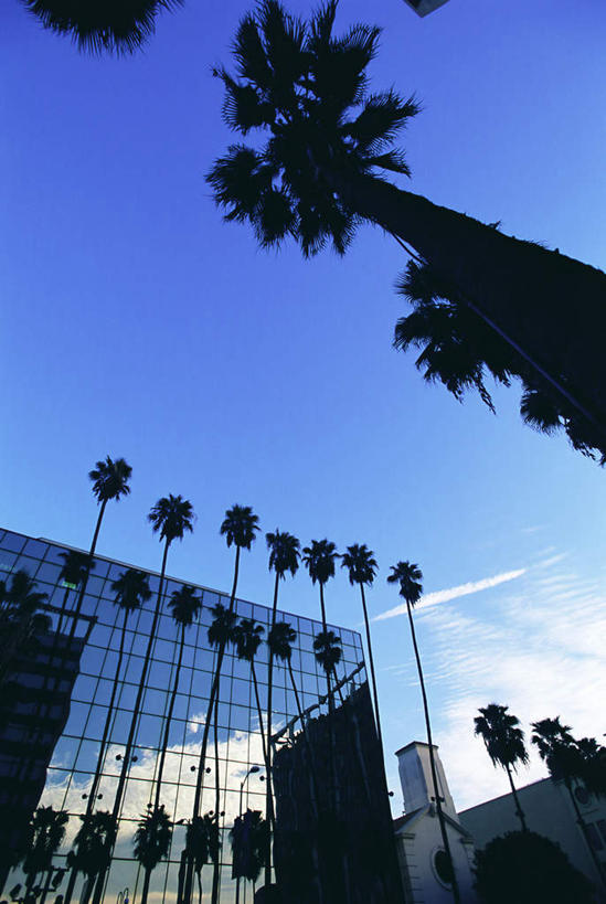 无人,家,竖图,室外,白天,仰视,度假,美景,植物,窗户,城市风光,城市,棕榈树,叶子,美国,一排,阴影,整齐,光线,影子,房屋,屋子,景观,云,云朵,绿叶,云彩,娱乐,楼房,玻璃窗,住宅,树,树木,排列,蓝色,绿色,白云,蓝天,天空,阳光,自然,天,享受,休闲,嫩叶,景色,放松,生长,晴朗,成长,北美,北美洲,队列,加利福尼亚,美洲,棕榈叶,加州,好莱坞,洛杉矶,加利福尼亚州,金州,黄金州,北亚美利加洲,亚美利加洲,荷里活,天使之城,好莱坞大道,叶,叶片,晴空,彩图,低角度拍摄,房子
