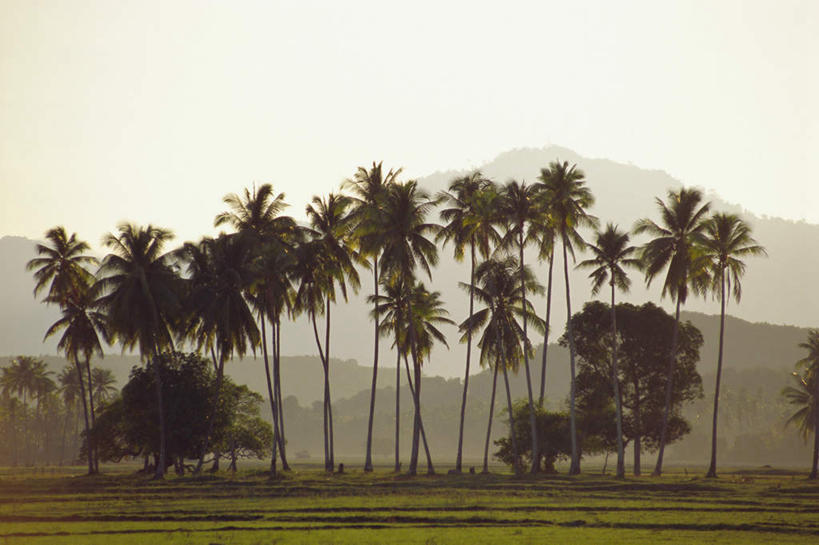 无人,横图,室外,白天,正面,旅游,度假,草地,草坪,石头,美景,山,山脉,植物,棕榈树,叶子,马来西亚,亚洲,石子,景观,山峰,绿叶,山峦,娱乐,草,树,树木,绿色,自然,黄昏,群山,享受,休闲,嫩叶,景色,放松,东南亚,生长,成长,自然风光,棕榈叶,薄暮,马来西亚联邦,浮罗交怡岛,吉打州,叶,叶片,石块,岩石,彩图,傍晚