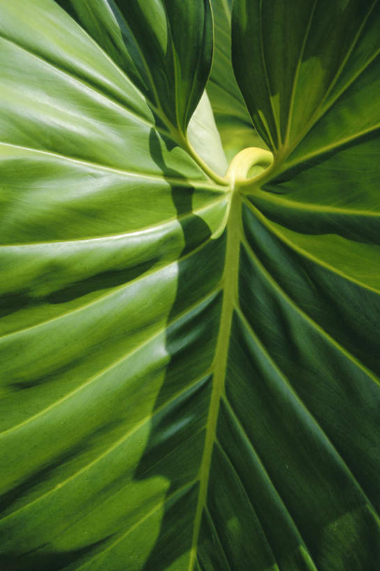 无人,竖图,室外,特写,白天,正面,旅游,度假,美景,植物,叶子,印度尼西亚,印尼,亚洲,一片,阴影,光线,纹理,影子,景观,绿叶,娱乐,绿色,阳光,自然,享受,休闲,嫩叶,景色,巴厘岛,放松,东南亚,自然风光,肌理,印度尼西亚共和国,巴厘省,叶,叶片,叶脉,彩图