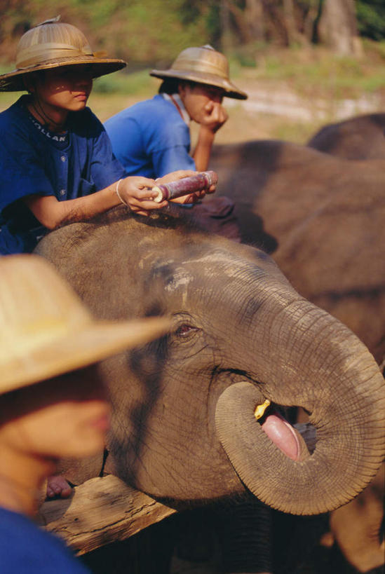 东方人,三个人,坐,竖图,室外,白天,侧面,旅游,度假,美景,植物,哺乳动物,大象,野生动物,帽子,泰国,亚洲,阴影,服装,光线,草帽,影子,景观,注视,休闲装,黄种人,娱乐,树,树木,衣服,绿色,阳光,自然,动物,观察,看,享受,休闲,休闲服,景色,放松,服饰,东南亚,生长,成长,观看,察看,关注,自然风光,泰王国,清迈府,清迈省,男人,男性,中年男性,亚洲人,象,坐着,半身,彩图