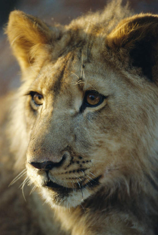 脸,头,脸颊,无人,站,竖图,室外,特写,白天,正面,旅游,度假,美景,哺乳动物,野生动物,狮子,非洲,津巴布韦,阴影,朦胧,模糊,光线,影子,景观,注视,娱乐,一只,阳光,自然,动物,观察,看,站着,享受,休闲,景色,放松,观看,察看,关注,自然风光,凶猛,阿非利加洲,津巴布韦共和国,辛巴威,残暴,凶残,头部,脸部,脸蛋,面部,站立,半身,彩图