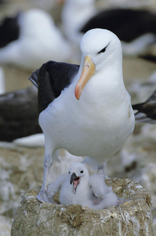 无人,站,竖图,室外,特写,白天,正面,旅游,度假,石头,美景,海鸟,鸟,信天翁,幼小,朦胧,模糊,鸟类,石子,景观,青苔,苔藓,娱乐,自然,站着,张嘴,两只,享受,休闲,景色,南美,放松,南美洲,拉丁美洲,自然风光,美洲,张大嘴巴,亚美利加洲,南亚美利加洲,海鸳,福克兰群岛,黑眉信天翁,马尔维纳斯群岛,石块,张开嘴,站立,彩图,全身