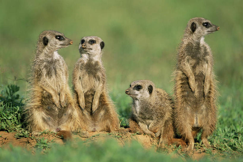 无人,公园,站,横图,室外,特写,白天,正面,旅游,度假,美景,哺乳动物,野生动物,非洲,南非,四只,弯腰,阴影,朦胧,模糊,光线,影子,景观,注视,娱乐,阳光,自然,动物,观察,看,站着,享受,休闲,景色,放松,可爱,活泼,观看,察看,国家公园,关注,自然风光,狐獴,猫鼬,海岛猫鼬,弯身,阿非利加洲,灰爪狸,细尾獴,南非共和国,阿多大象国家公园,开普省,站立,彩图,全身